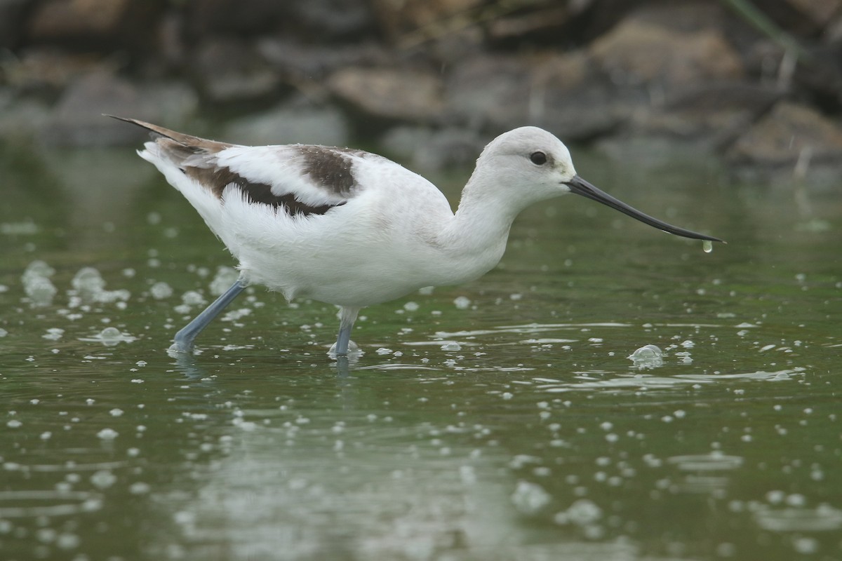 American Avocet - ML502715501