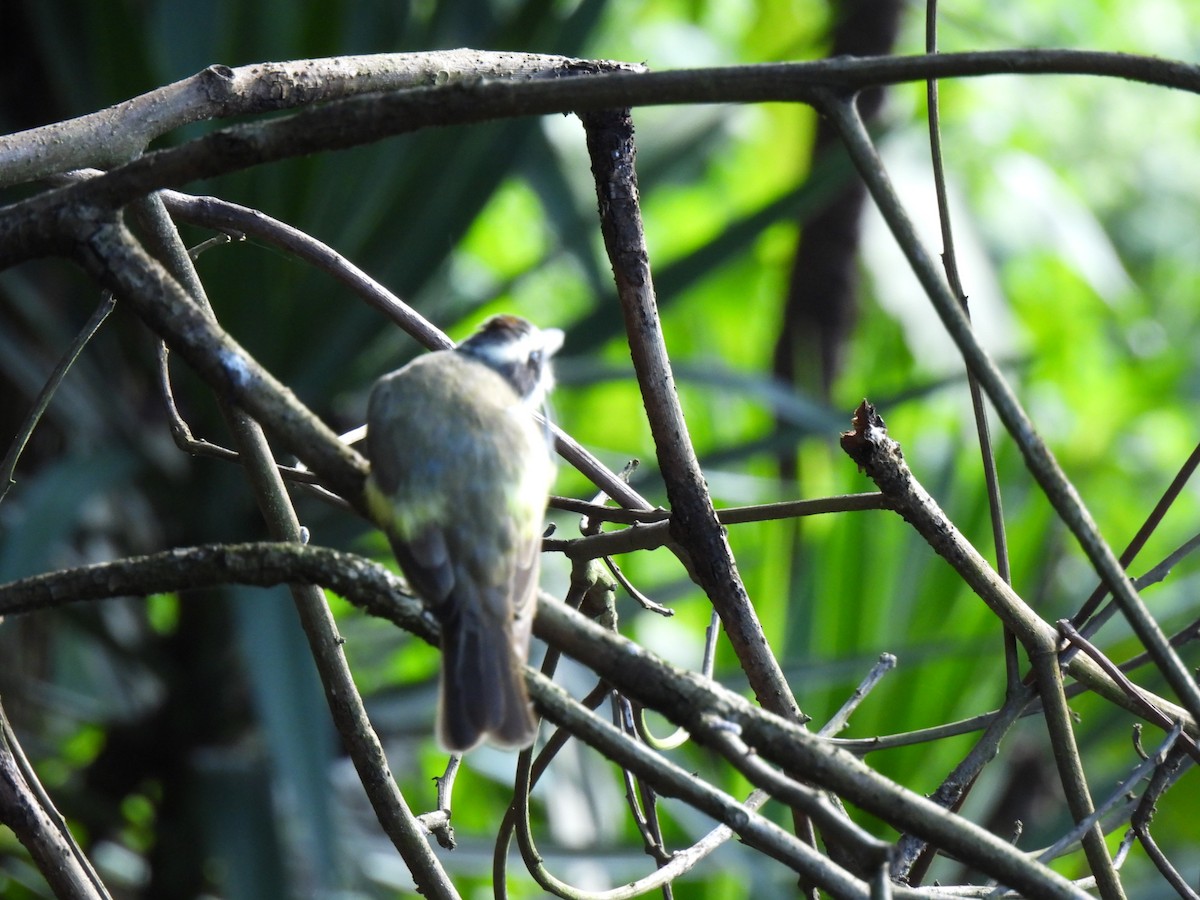 Great Kiskadee - ML502716621