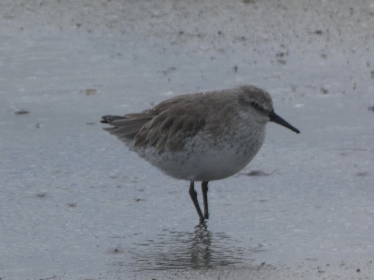 Red Knot - ML502716861