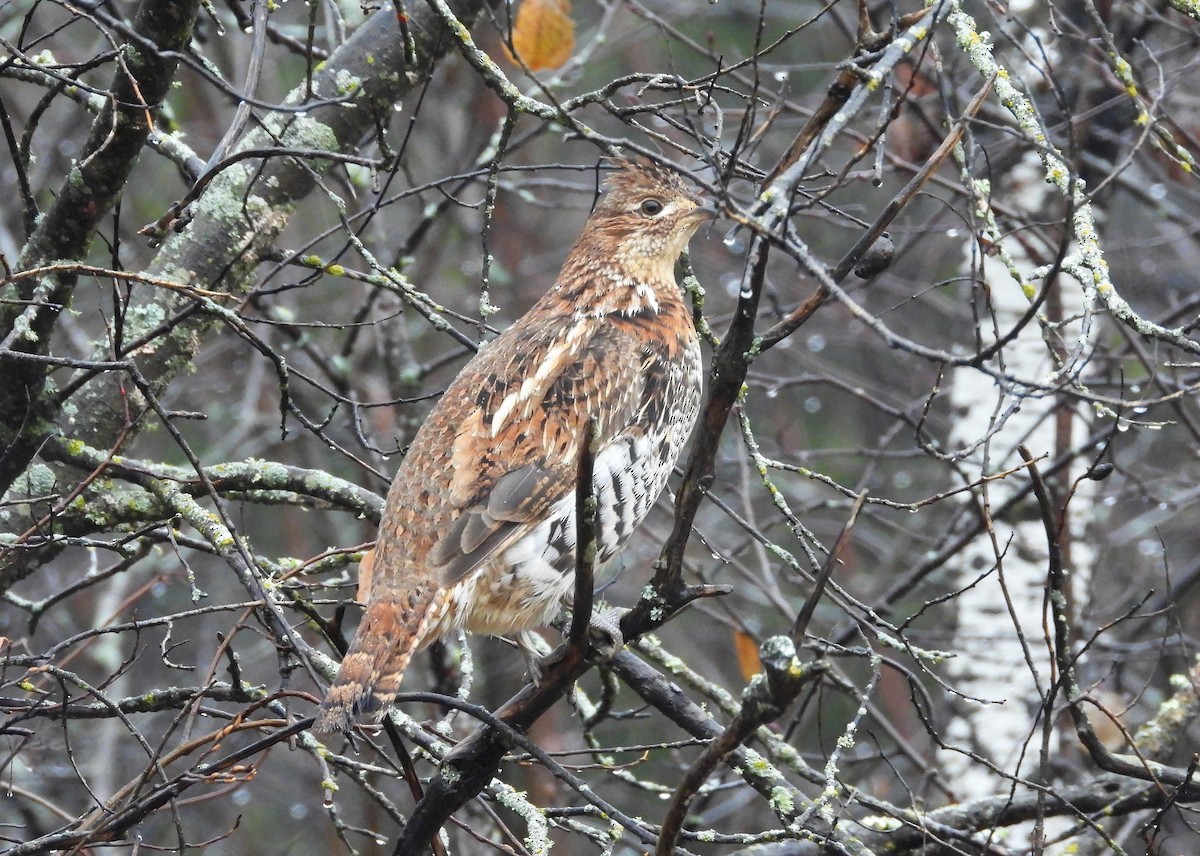 Ruffed Grouse - ML502719811