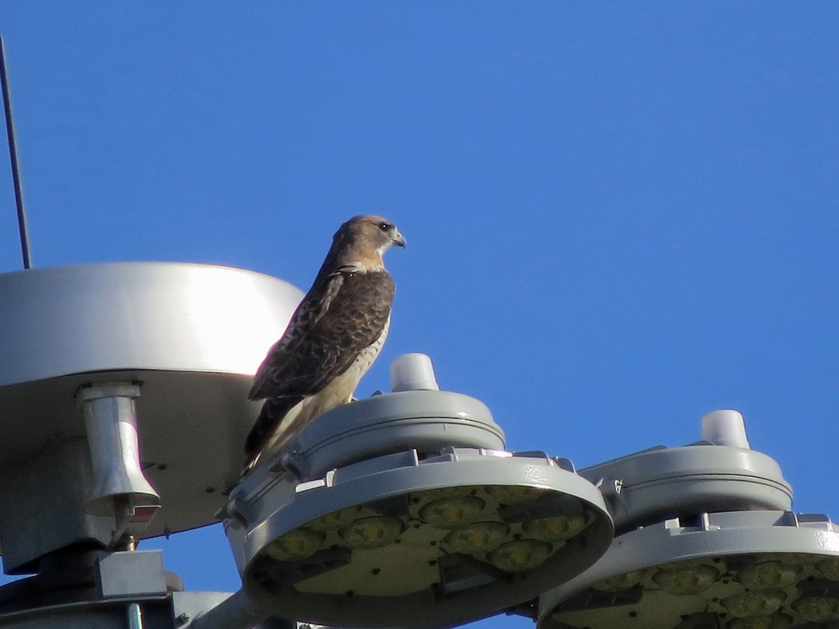 Red-tailed Hawk - ML502720621