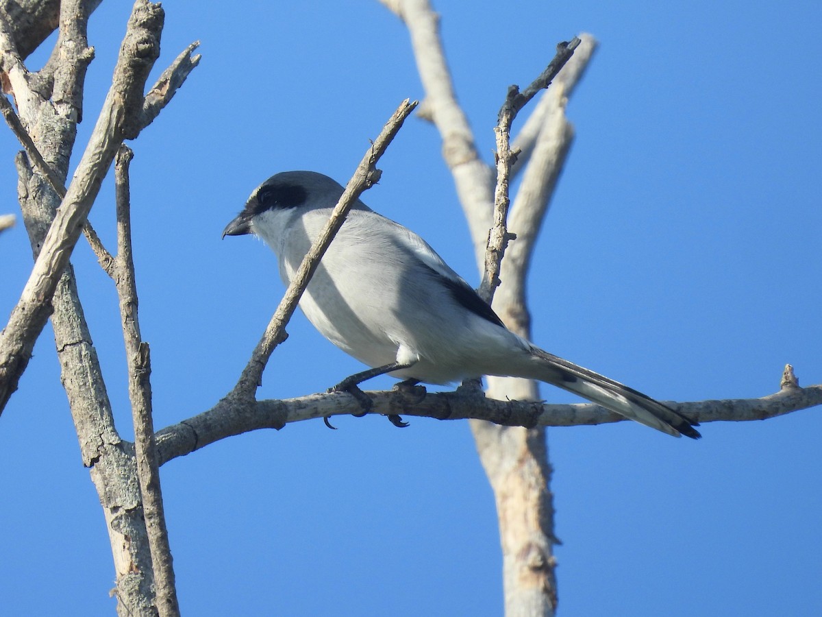 Loggerhead Shrike - ML502721511