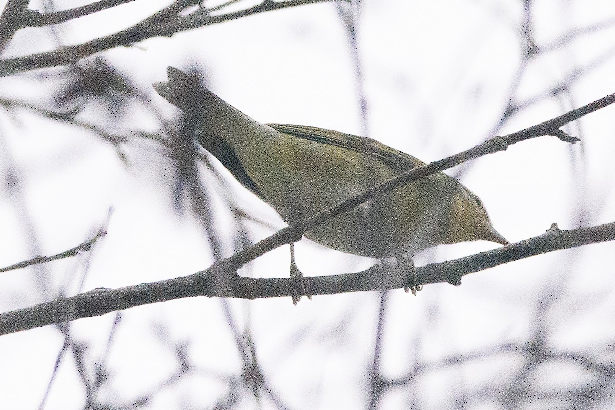 Tennessee Warbler - ML502722211