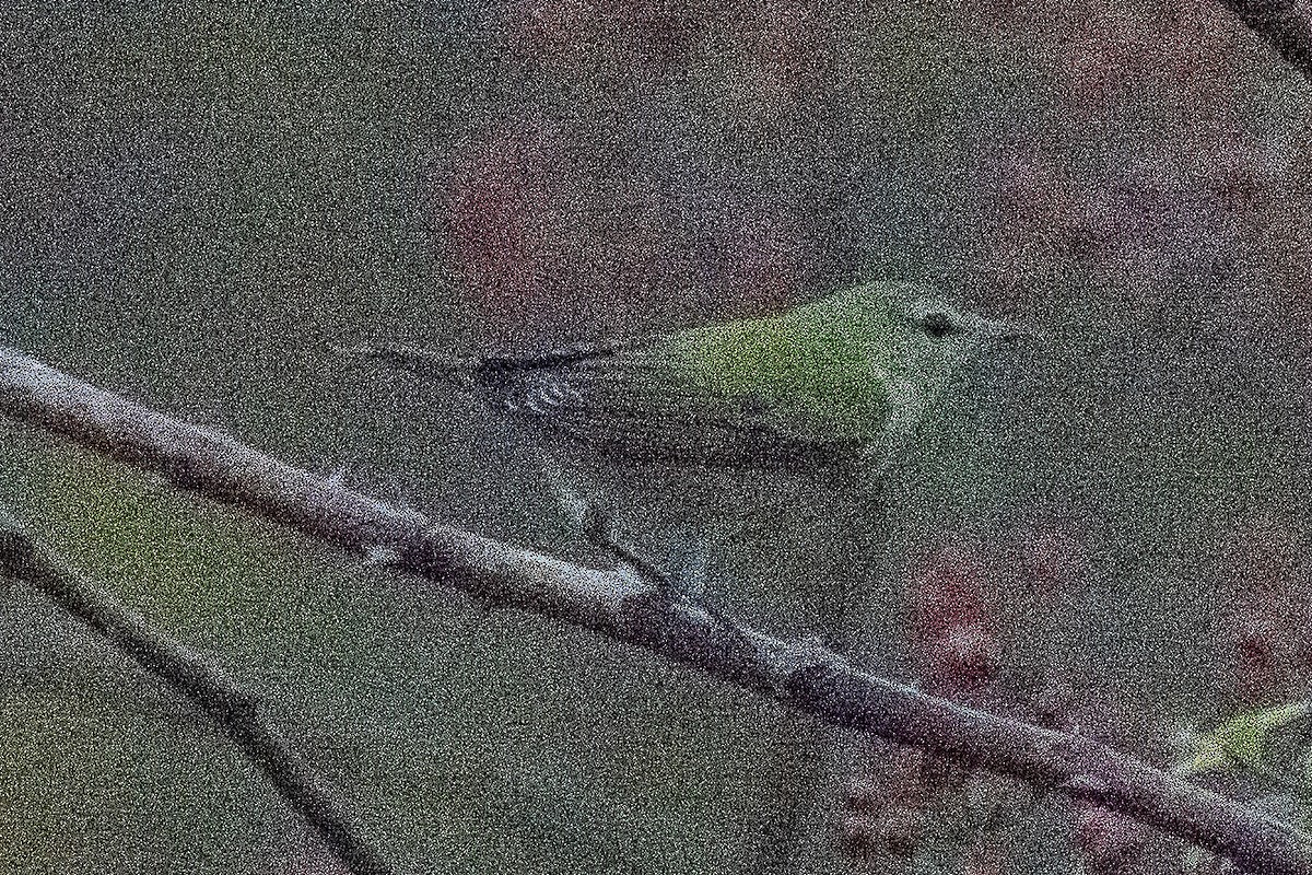 Tennessee Warbler - ML502722221