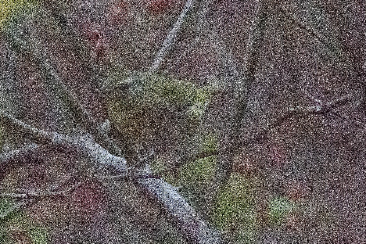 Tennessee Warbler - ML502722231