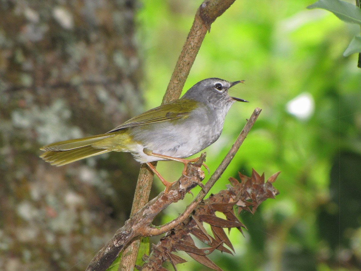 Olivflanken-Waldsänger - ML502722991