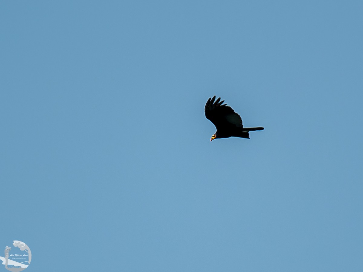 Greater Yellow-headed Vulture - ML502723131