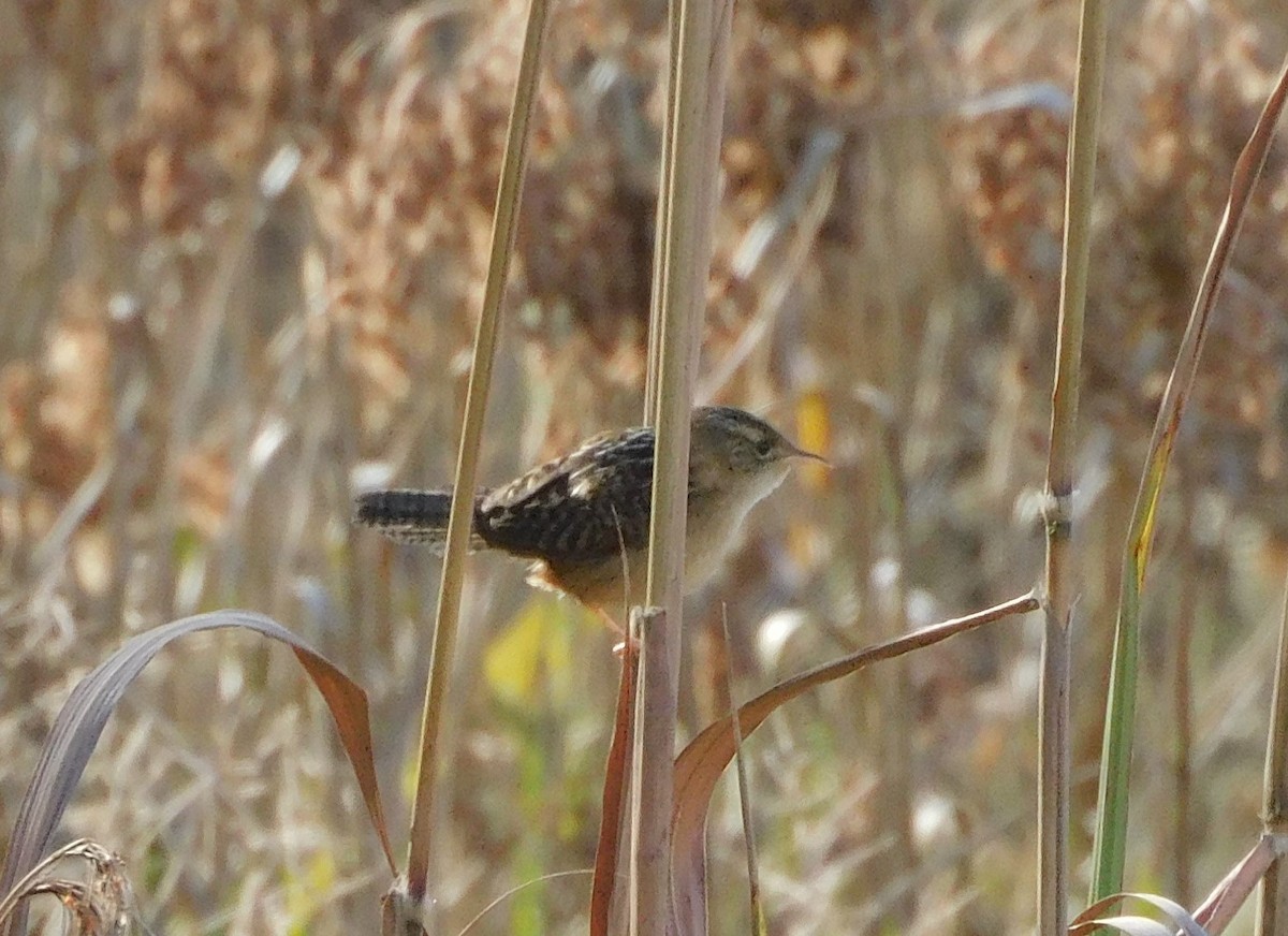 Sedge Wren - ML502723401