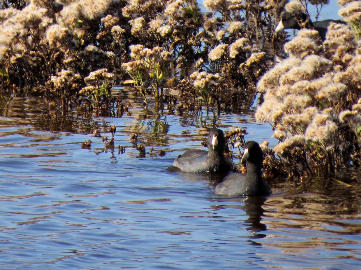 American Coot - ML502724451