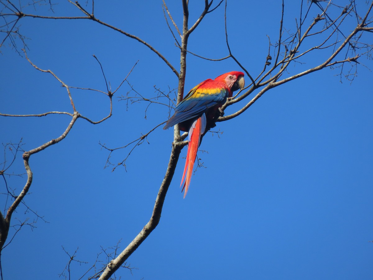 Scarlet Macaw - Jose Martinez De Valdenebro