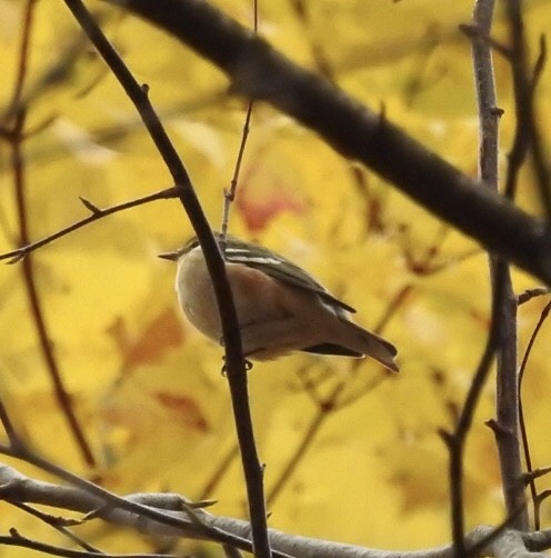 Bay-breasted Warbler - ML502725151