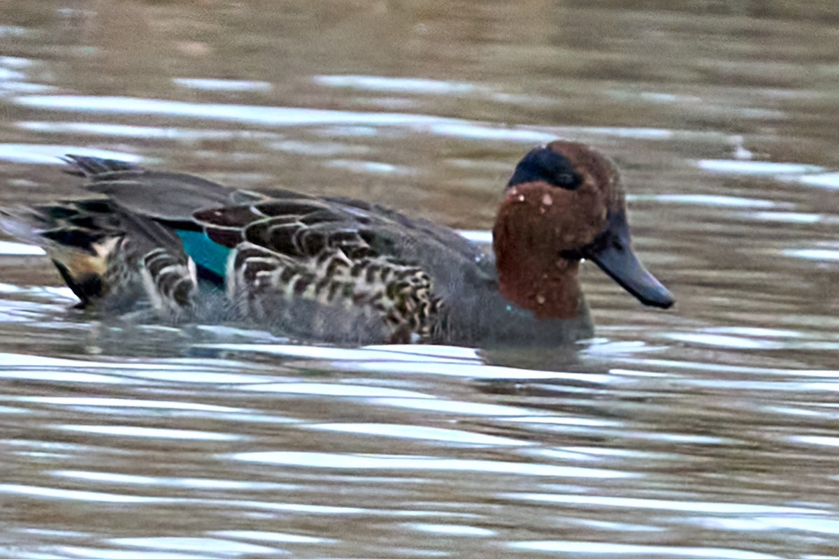 Green-winged Teal - ML502725301