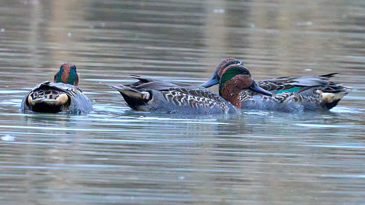 Green-winged Teal - ML502725311