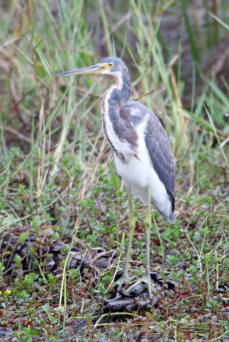 Tricolored Heron - Elizabeth Winter