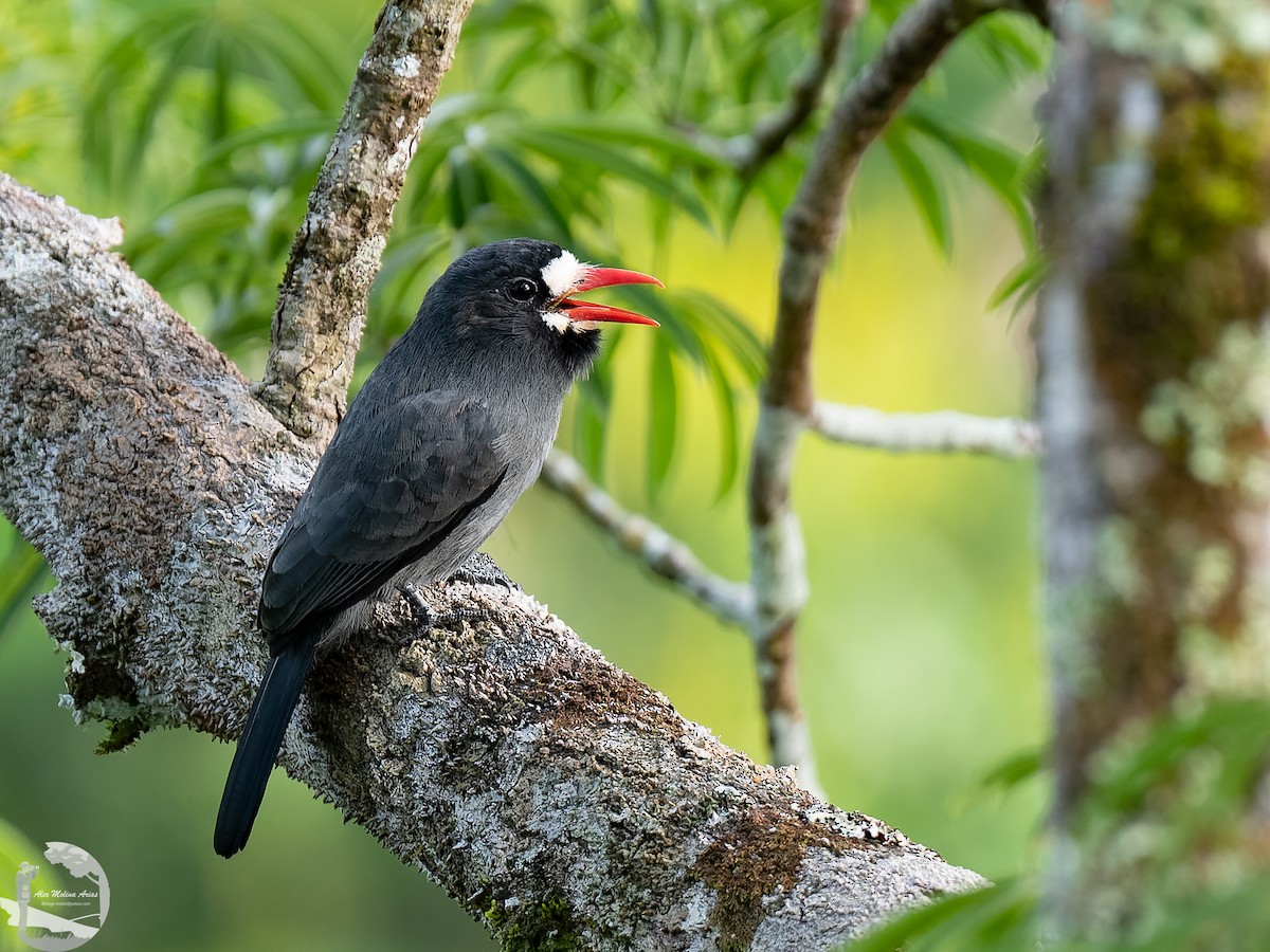 White-fronted Nunbird - ML502725391