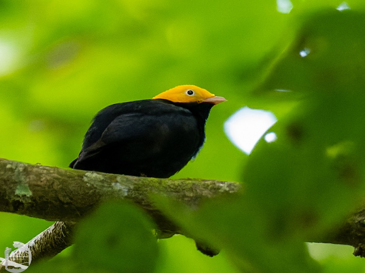 Golden-headed Manakin - ML502726251