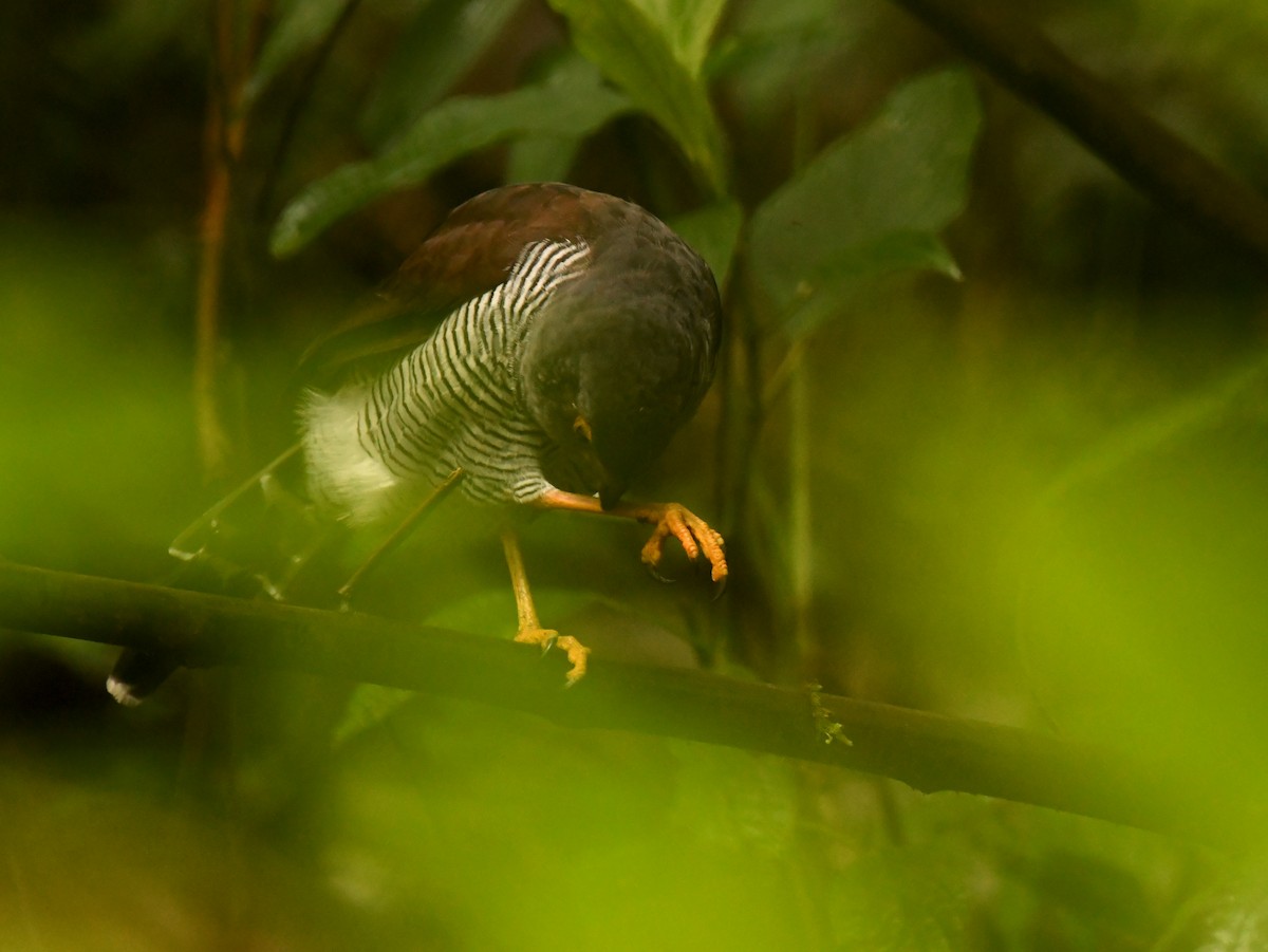 Barred Forest-Falcon - ML502727301