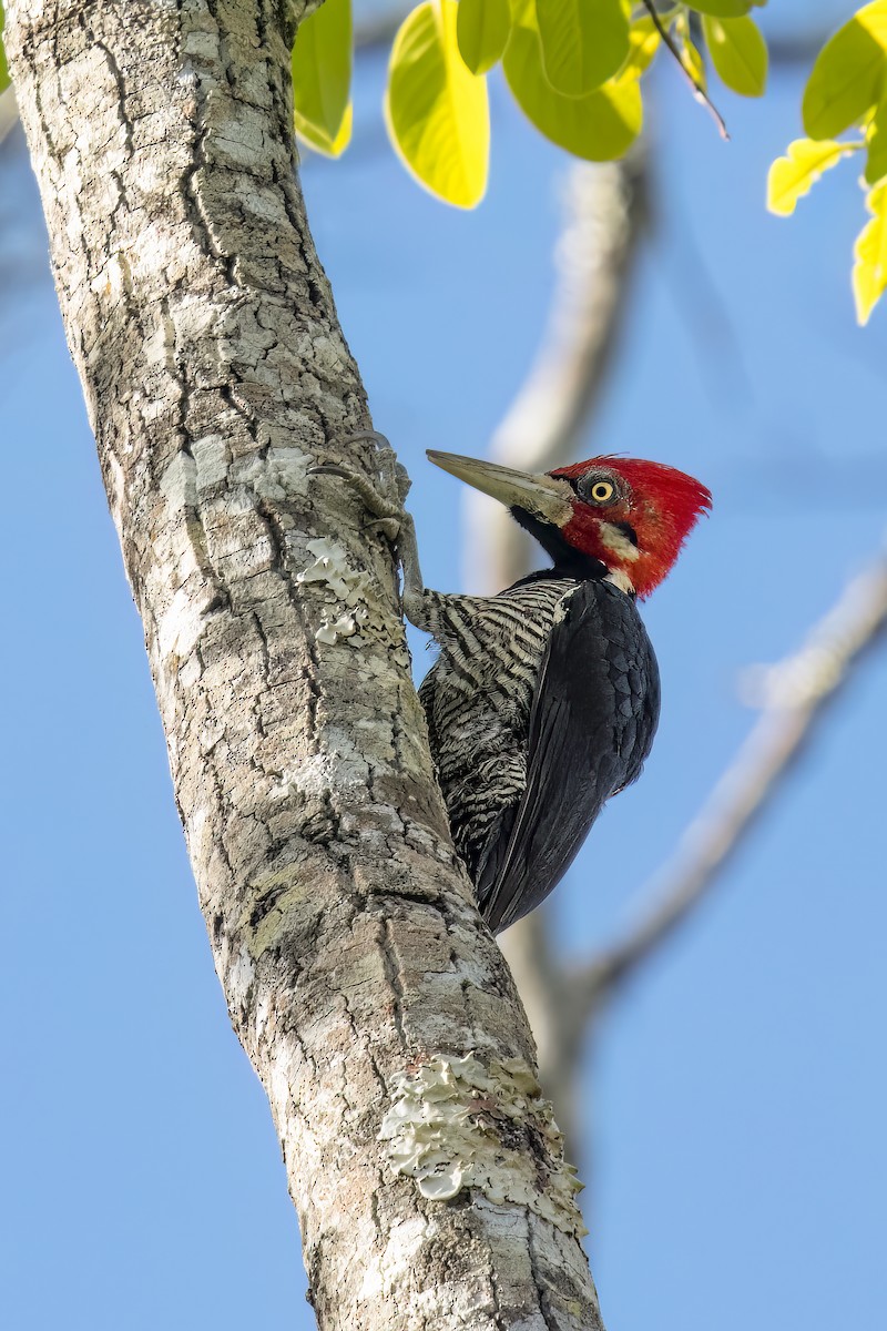 Crimson-crested Woodpecker - ML502728381