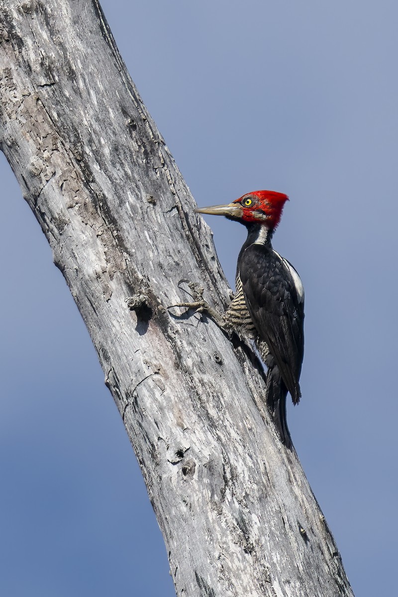Crimson-crested Woodpecker - Marcelo  Telles