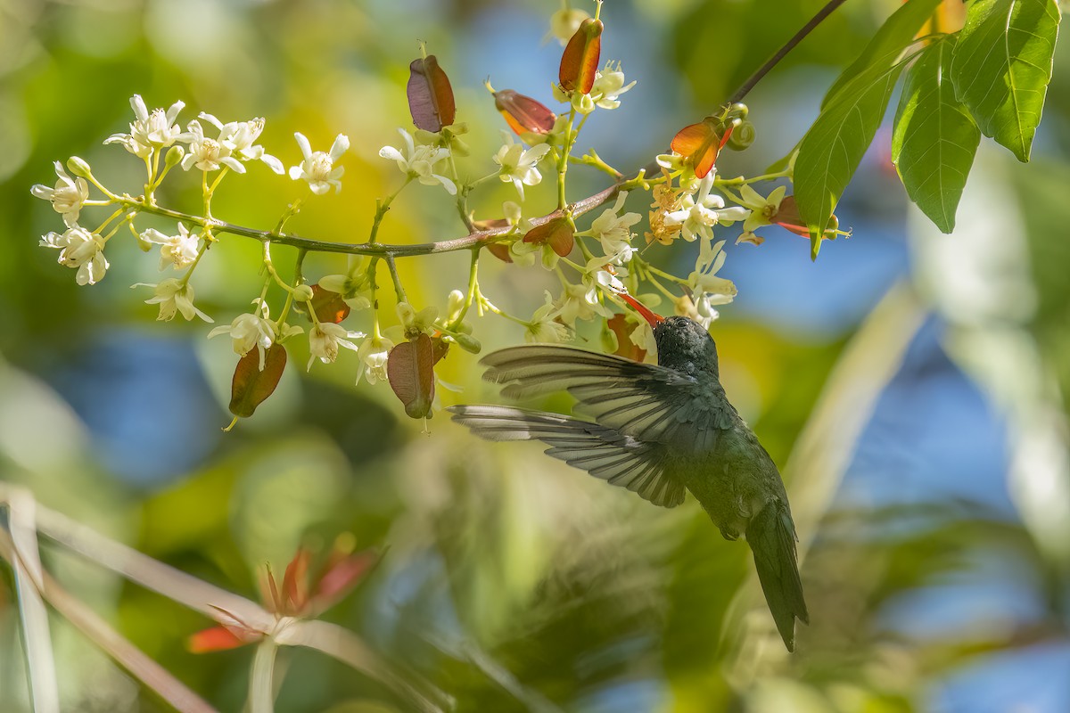 kolibřík lesklobřichý - ML502728491
