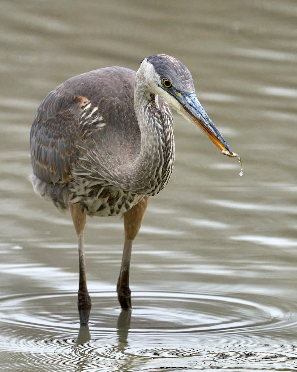 Great Blue Heron - ML502728531