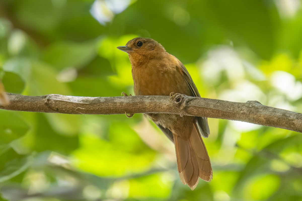 Russet-mantled Foliage-gleaner - Marcelo  Telles