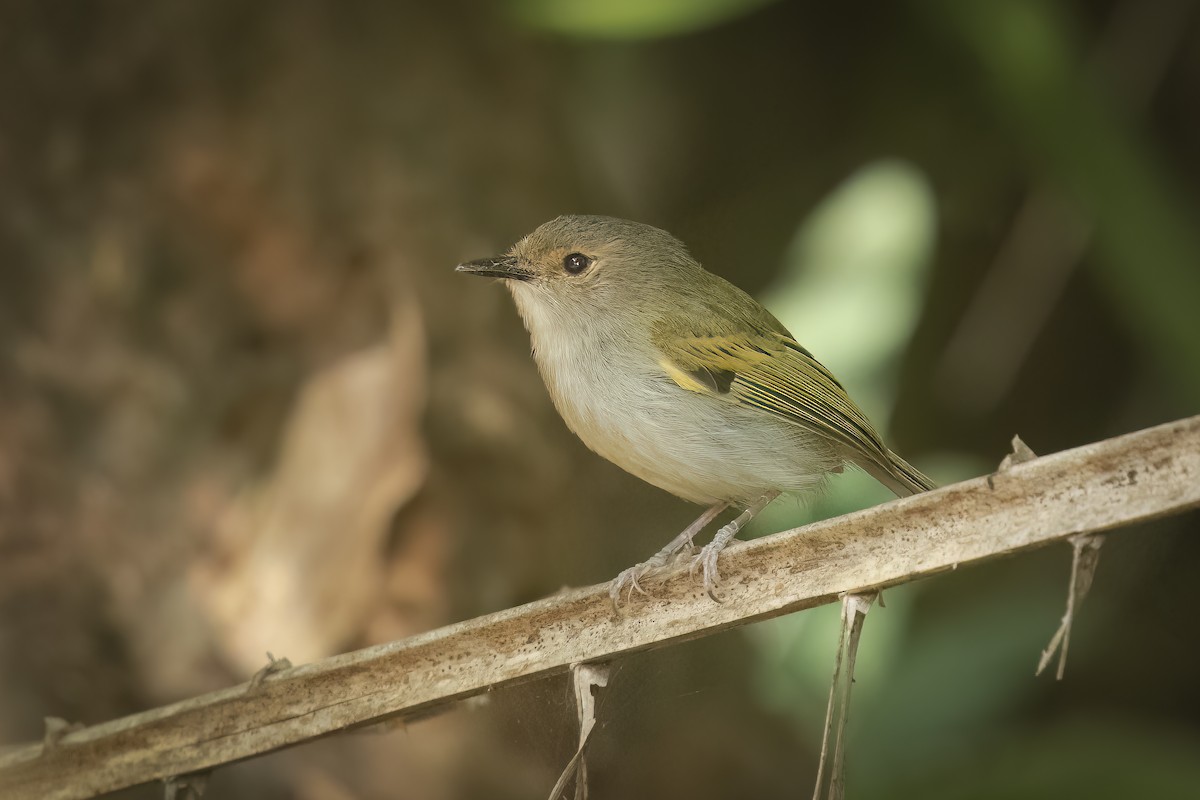 Rusty-fronted Tody-Flycatcher - Marcelo  Telles