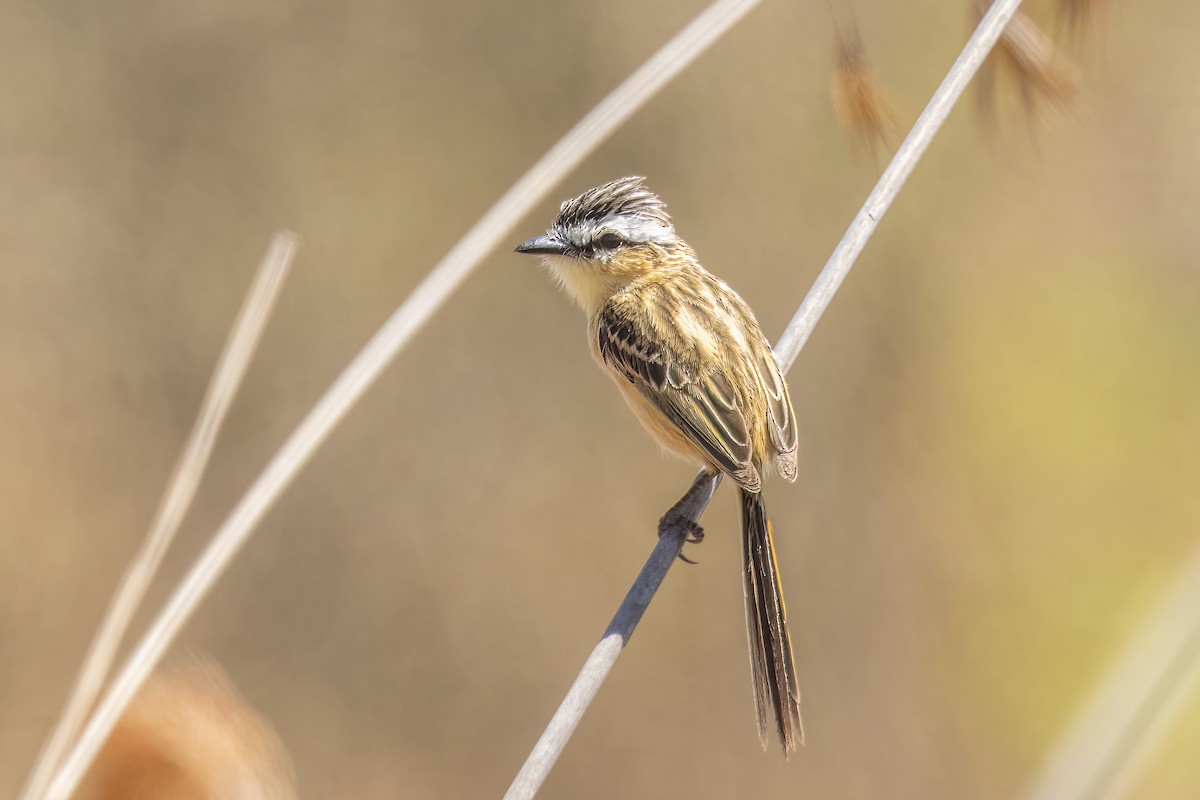 Sharp-tailed Tyrant - ML502729091