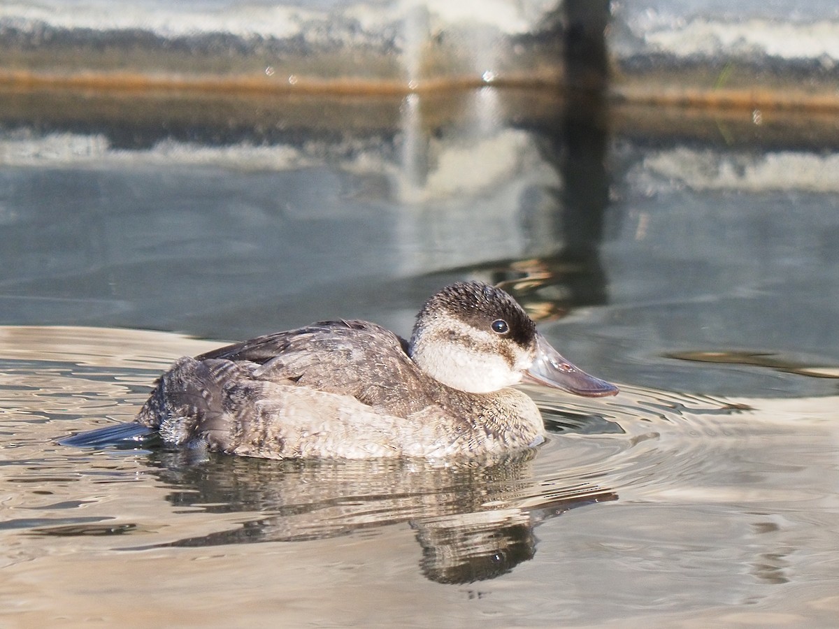 Ruddy Duck - ML502730141