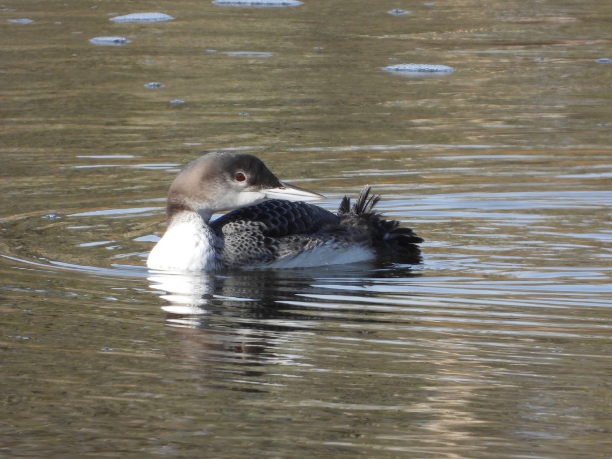 Common Loon - ML502730291