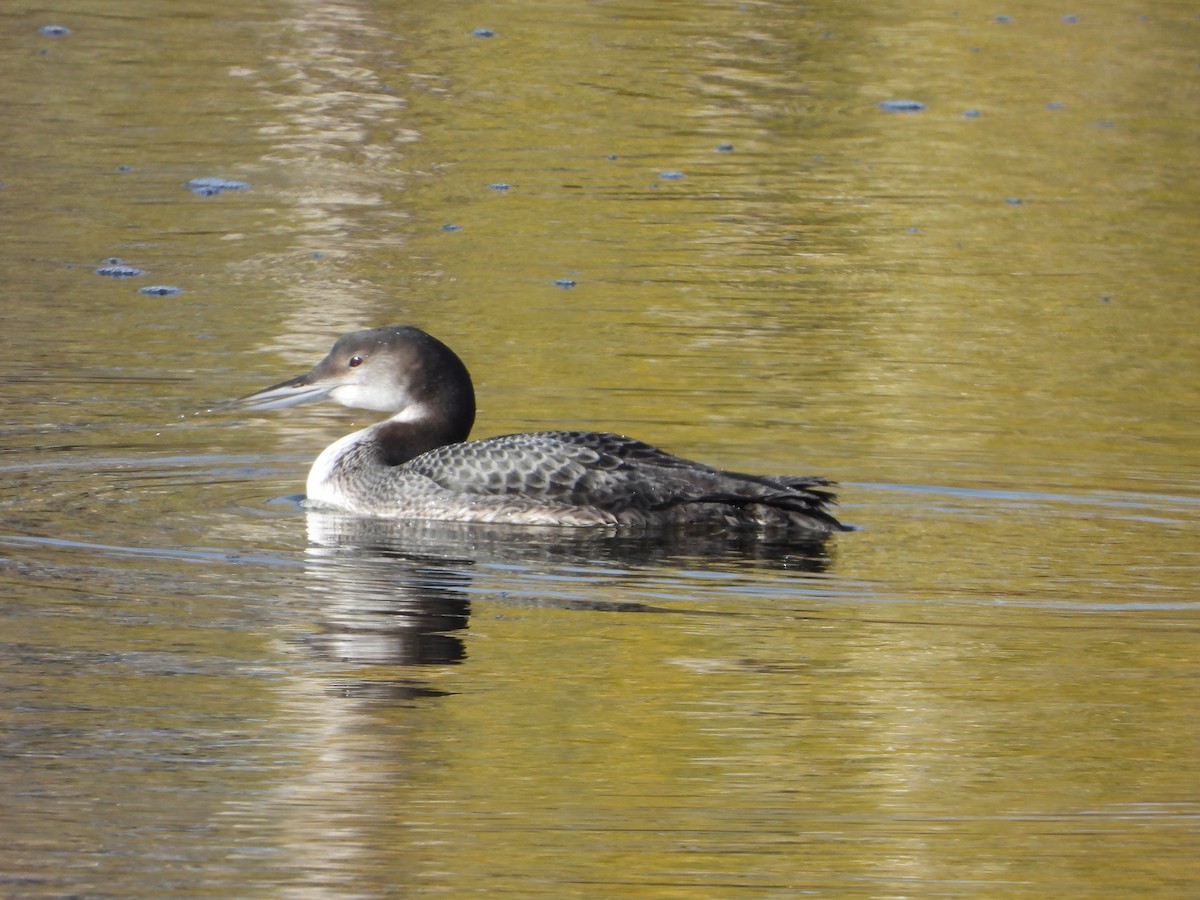 Common Loon - ML502730301