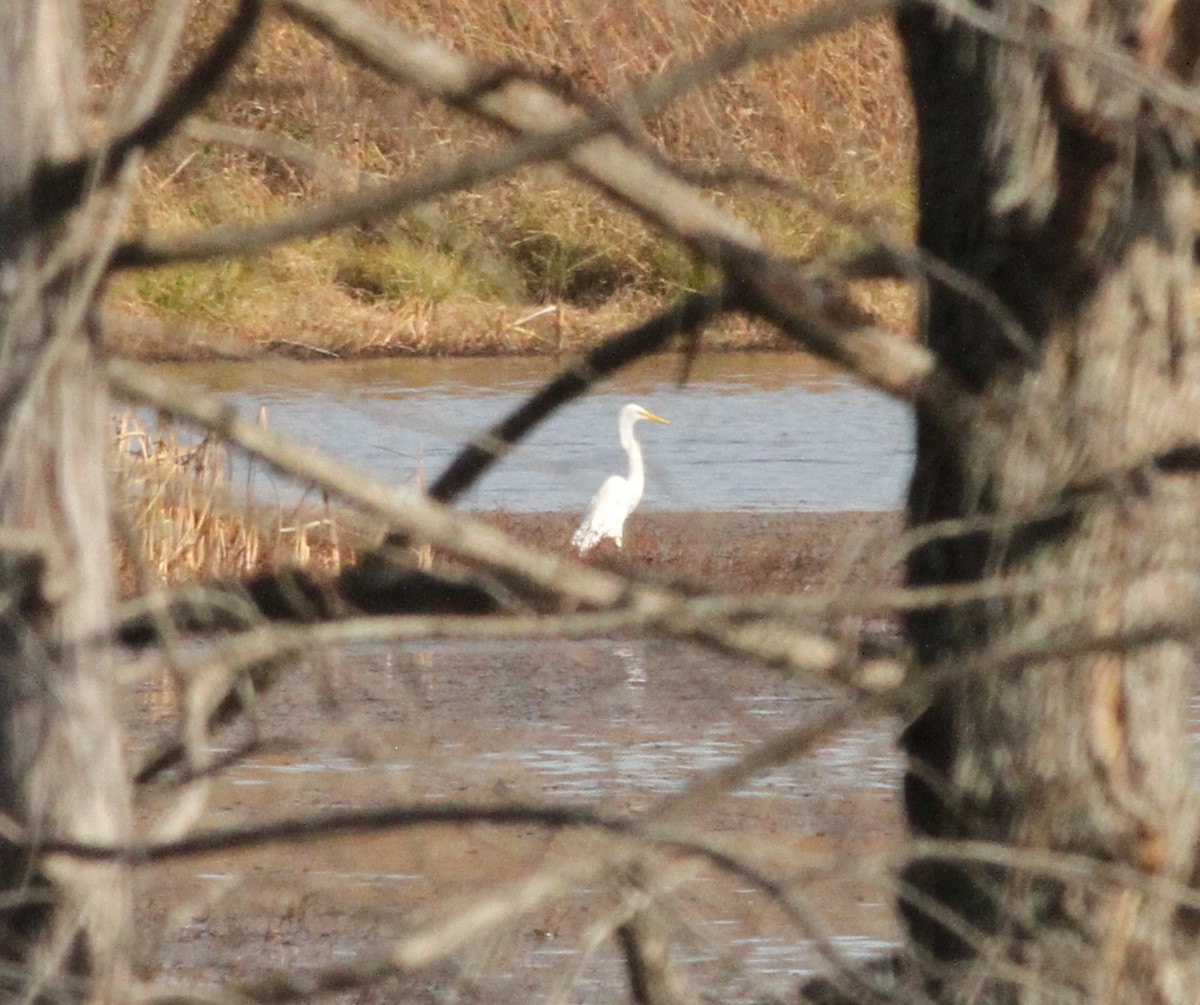 Great Egret - ML502731261