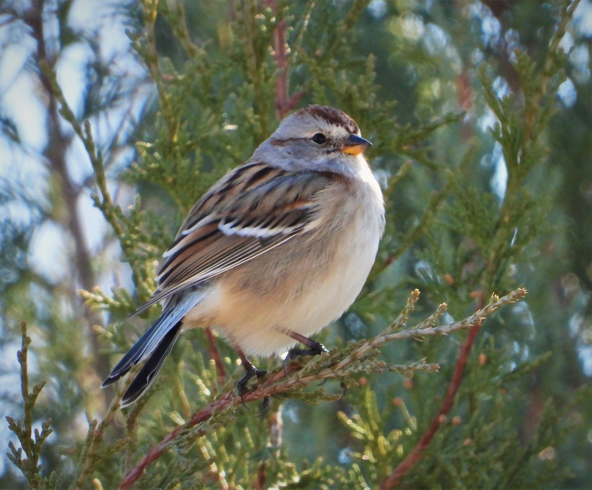 American Tree Sparrow - ML502731311
