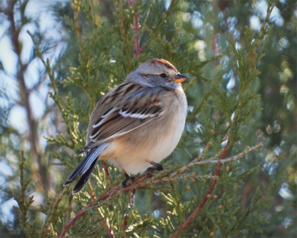 American Tree Sparrow - ML502731321