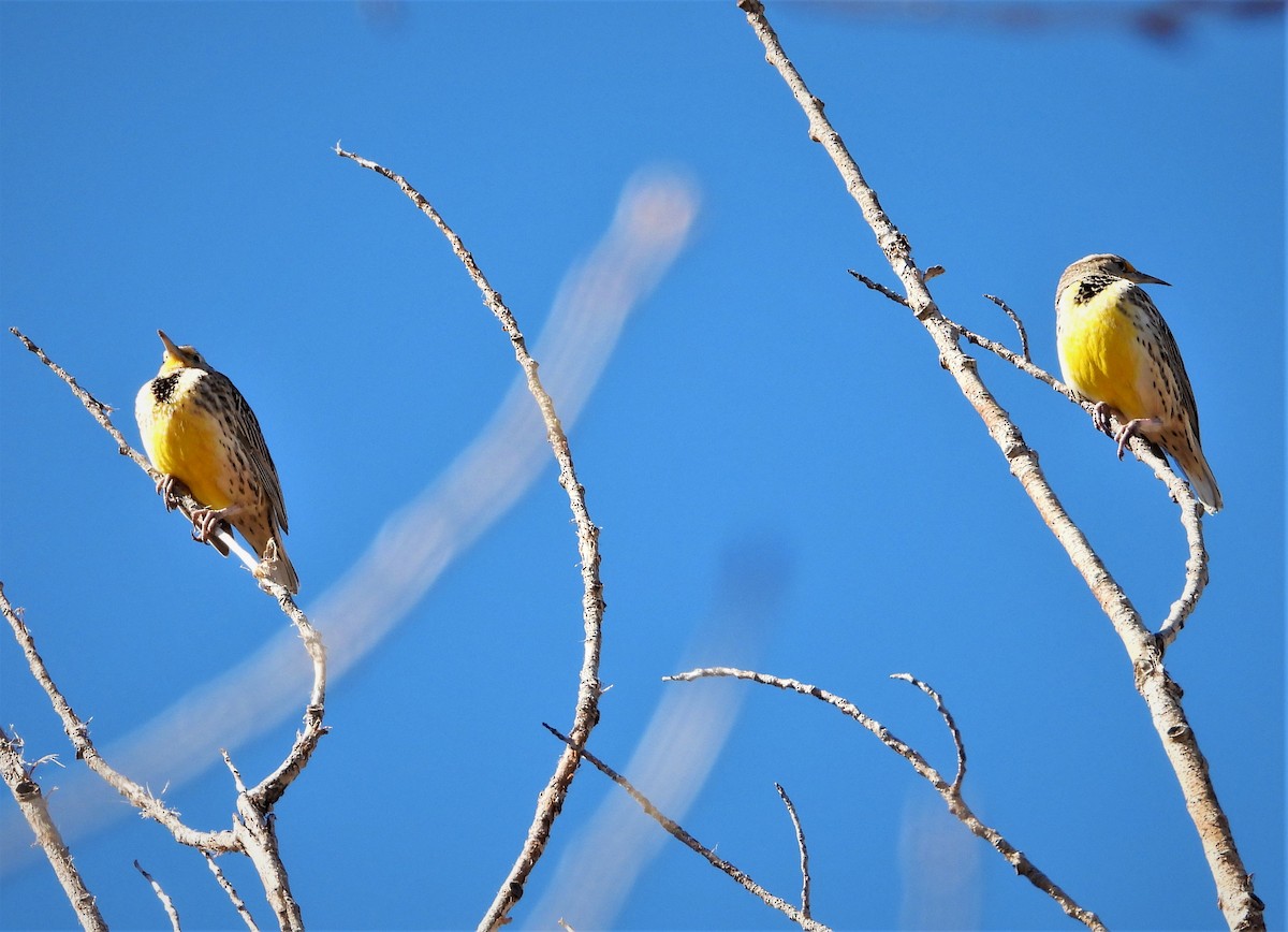 Western Meadowlark - ML502731401