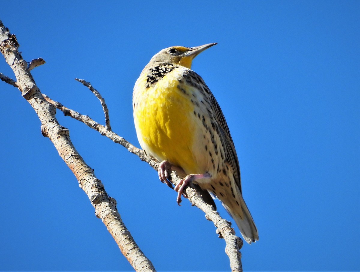 Western Meadowlark - ML502731511