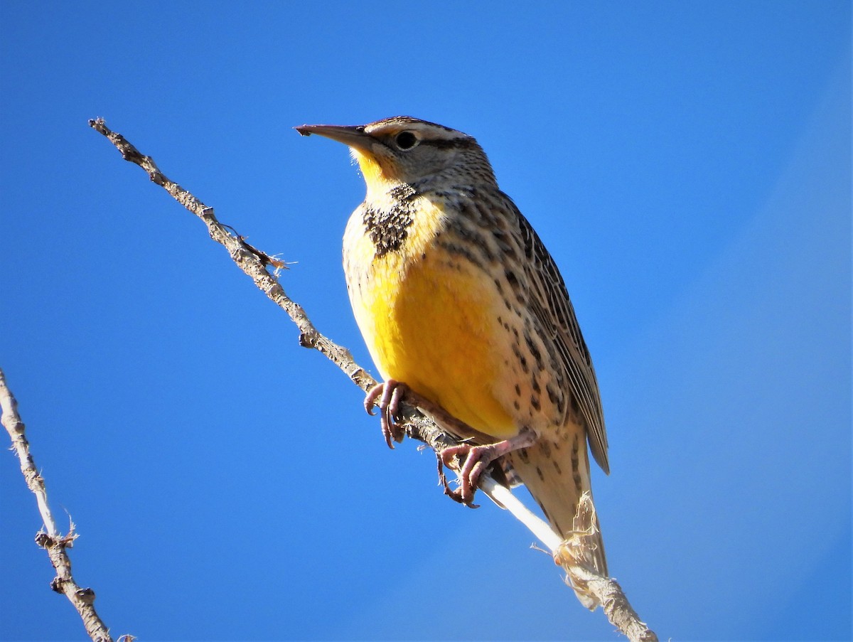 Western Meadowlark - ML502731561