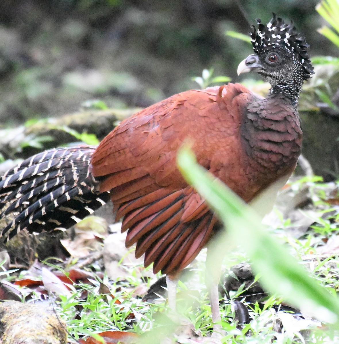 Great Curassow - Daniel Murphy