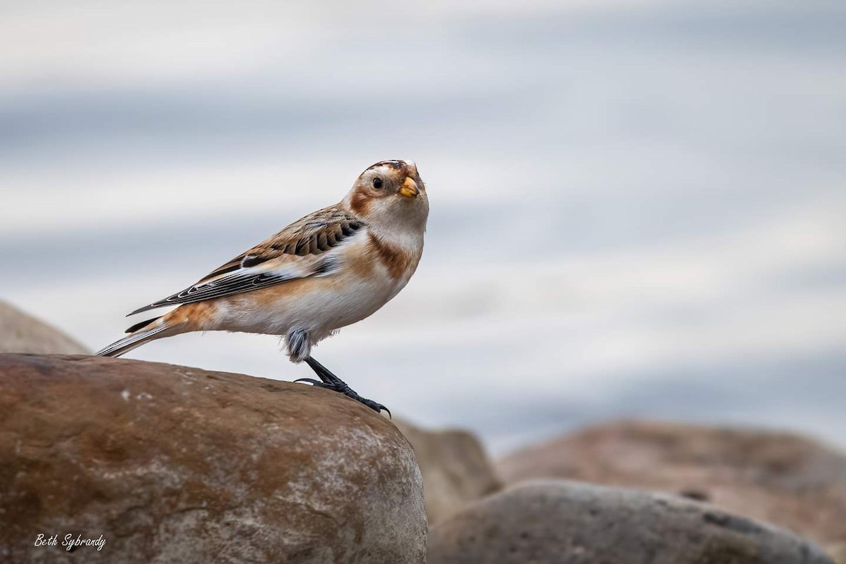 Snow Bunting - James and Beth Sybrandy 🦅