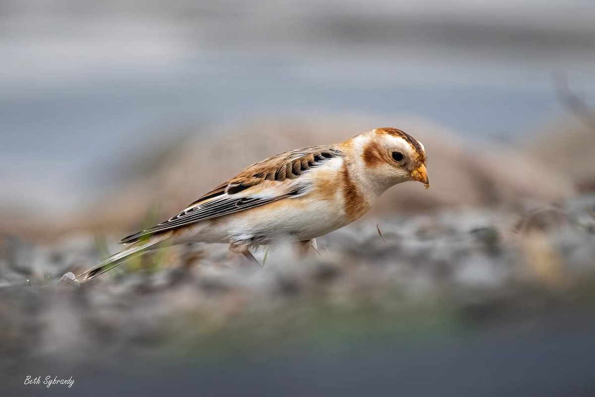 Snow Bunting - James and Beth Sybrandy 🦅