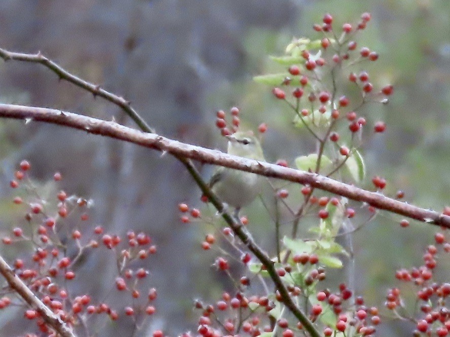 Tennessee Warbler - ML502735831