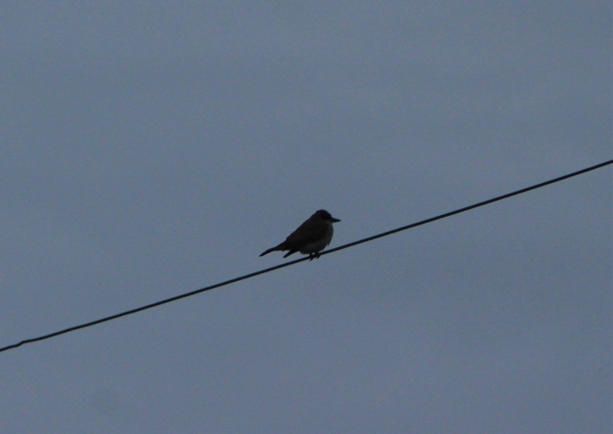 Gray Kingbird - Beverly King