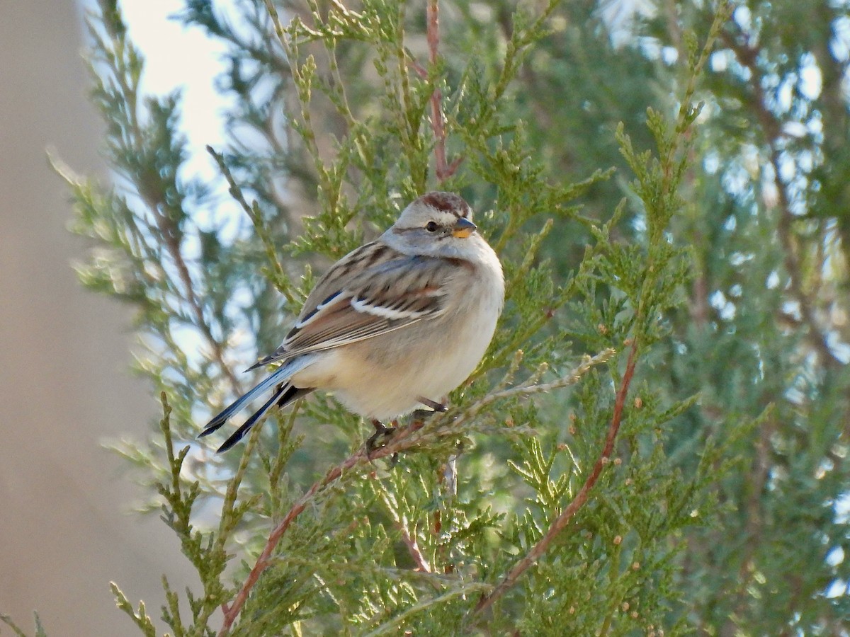 American Tree Sparrow - ML502738151