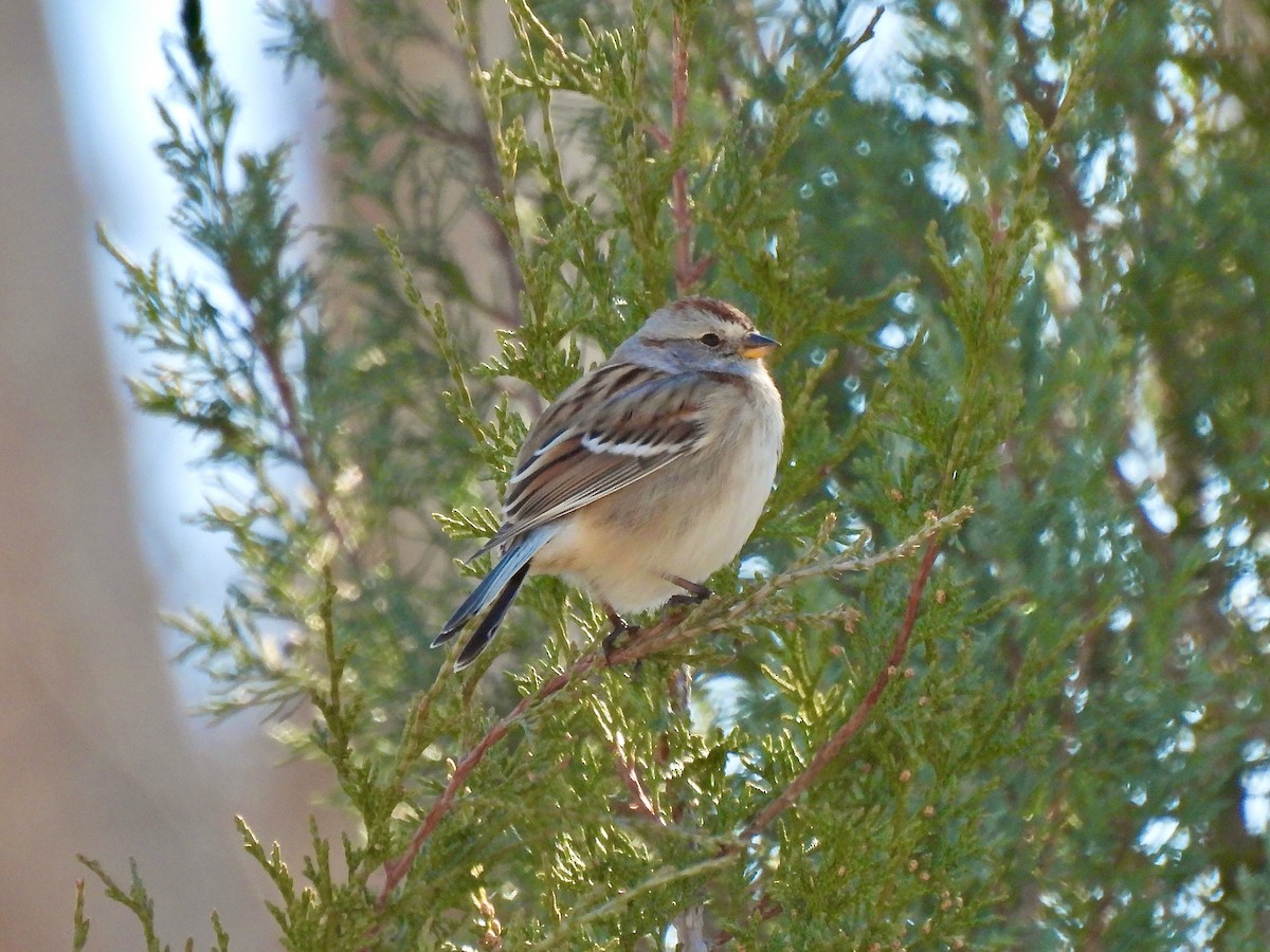 American Tree Sparrow - ML502738561