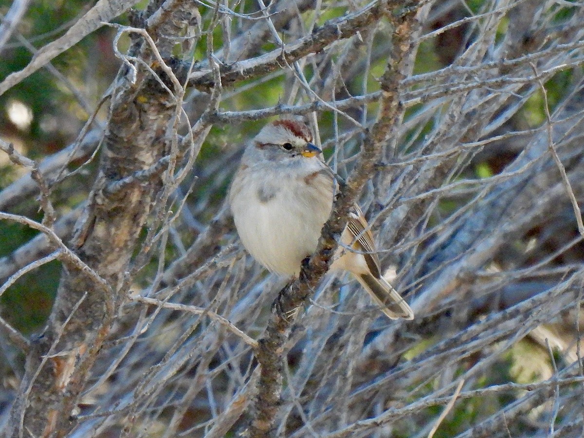 American Tree Sparrow - ML502738611