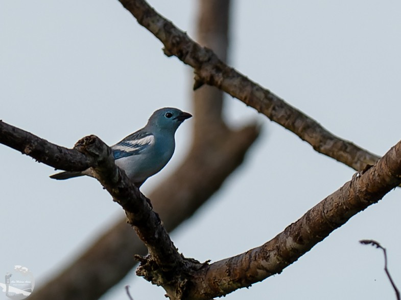 Blue-gray Tanager - Alex Molina