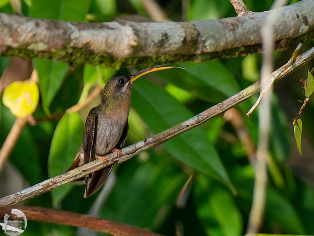 Rufous-breasted Hermit - Alex Molina