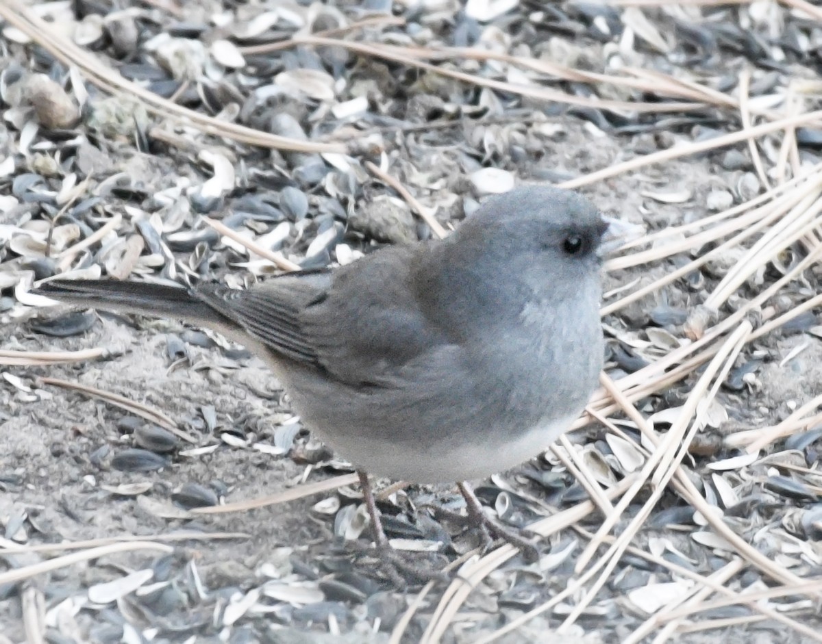 Junco Ojioscuro (aikeni) - ML502740451