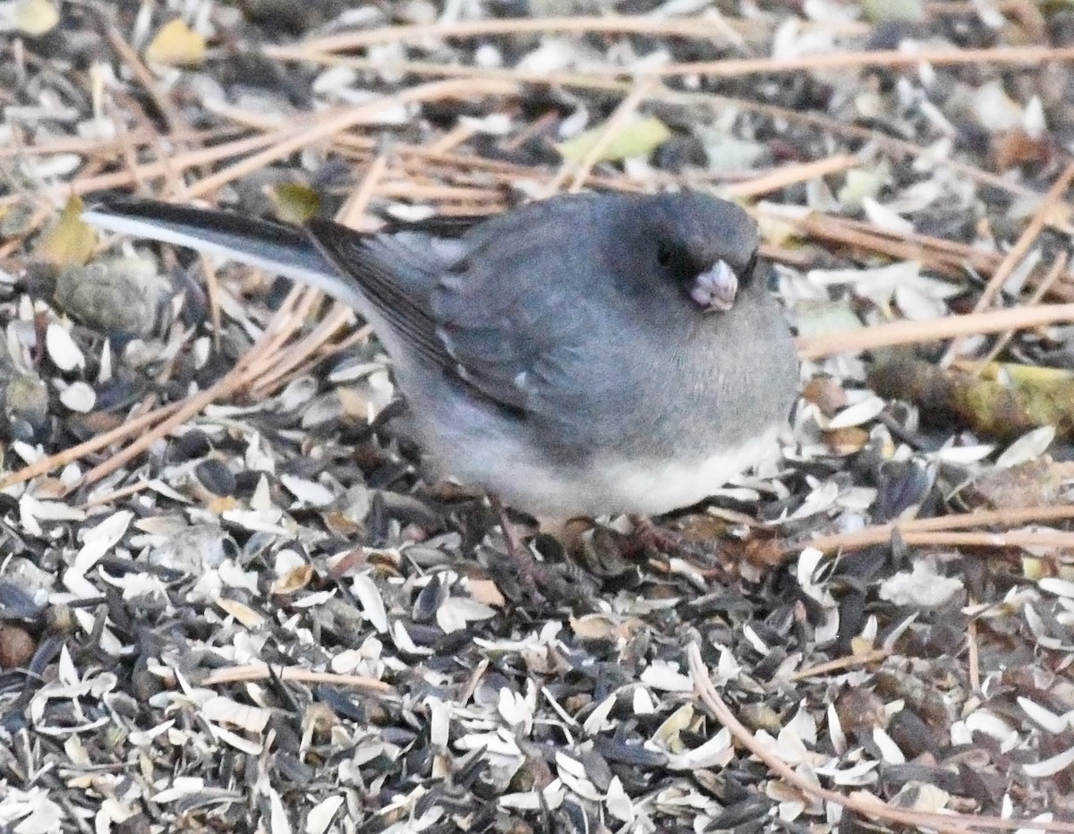 Dark-eyed Junco (White-winged) - Steven Mlodinow