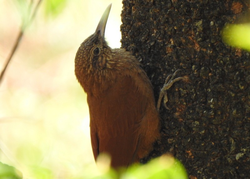 Black-banded Woodcreeper - Andy Frank